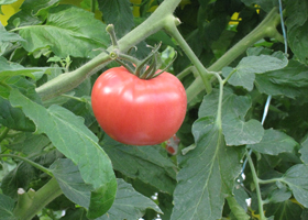 みつぎ農園のミニトマト